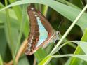 Graphium choredon (Blue Triangle).jpg